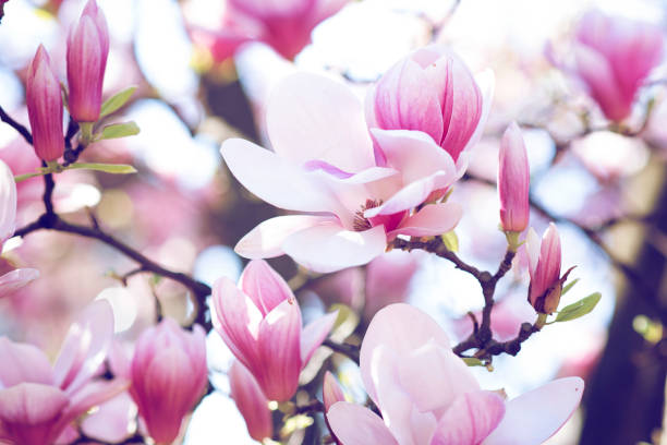 istock pinky cherry and peach blossoms in early beautiful spring 1198587116