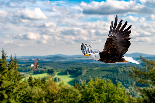 Eagle flies at high altitude with wings spread out on a sunny day in the mountains.