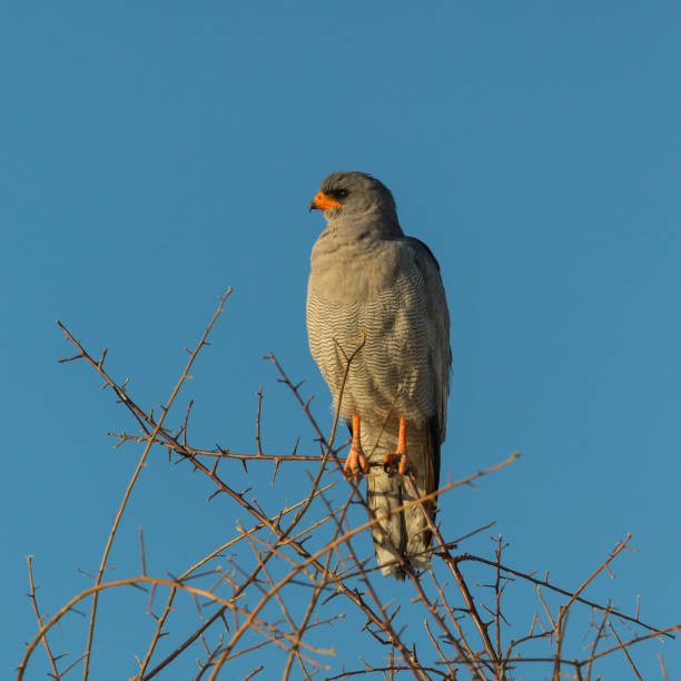 istock somali chanting goshawk (melierax poliopterus) sitting on tree branch 1198590672