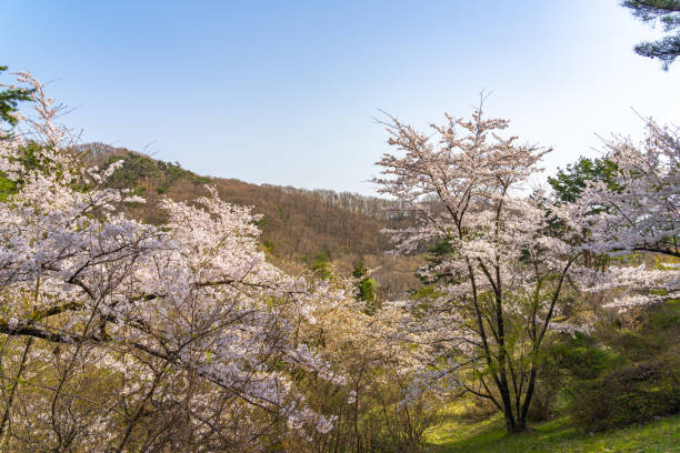 istock Michinoku Folklore Village in springtime season sunny day 1198592134