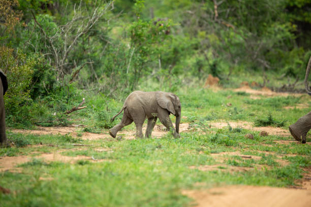 istock A playful herd of elephant 1198592456