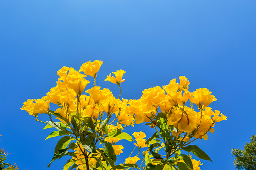 natural yellow flowers and sky,summer flowers,Rapeseed flower isolated on blue background,flowers and sky close ,