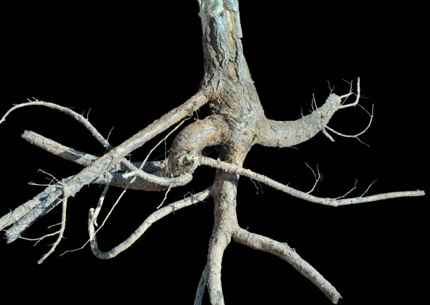 istock Root of medicinal plant aralia (Aralia elata) 6 1198595363