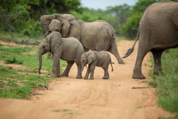 istock A playful herd of elephant 1198595535