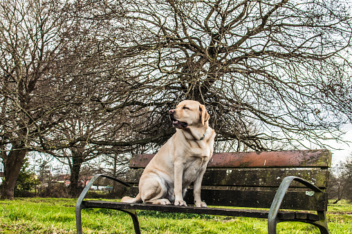 Portrait of a Labrador dog outdoors