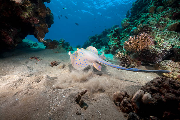 Bluespotted stingray and ocean.