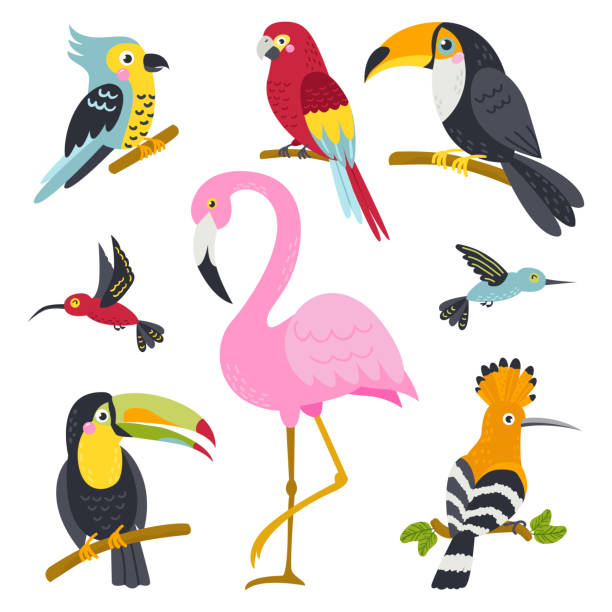 Vector set of cute birds from jungle Vector set of cute birds from jungle. Isolated elements for stickers, cards, invites and posters toucan white background stock illustrations