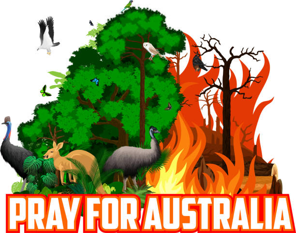 Pray For Australia Save Green Jungle Rainforest Fire Deforestation Concept  Landscape Vector With Ostrich Emu White Bellied Sea Eagle Barn Owl  Cassowary Kangaroo Flying Fox And Butterflies Stock Illustration - Download  Image