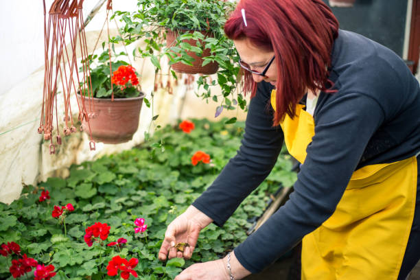 istock Mature florist in a greenhouse 1198596814