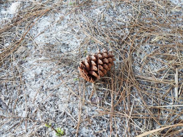 istock brown pine cone on ground with needles and sand 1198597364