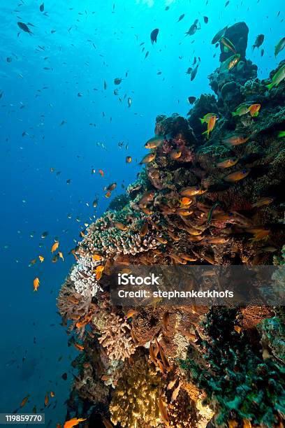 Ocean Coral E Peixe - Fotografias de stock e mais imagens de Abaixo - Abaixo, Animal, Animal selvagem