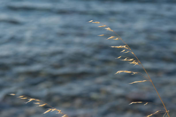 istock spikes of grass on blue sea background 1198598749