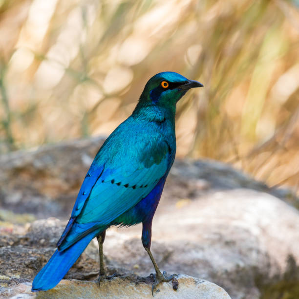 istock close-up glossy cape starling (lamprotornis nitens) 1198600360