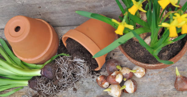 istock top view on daffodils potted and bulbs put on a plank 1198601436