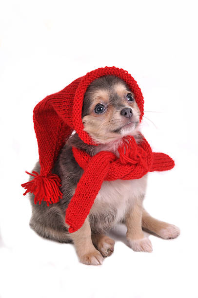istock Funny Puppy in Gnome Dressing 119860183