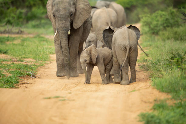 istock A playful herd of elephant 1198602002