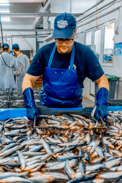 worker of a traditional canning factory Matoshinos, Porto / Portugal: 10 18 2019:worker of a traditional canning factory, where tuna and other seafood products are packaged for later sale commercial tuna fishing stock pictures, royalty-free photos & images