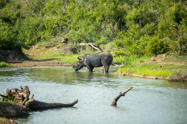 istock Young Dehorned White rhino 1198605458