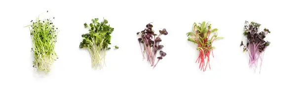 Photo of Growing kale, alfalfa, sunflower, arugula, mustard sprouts