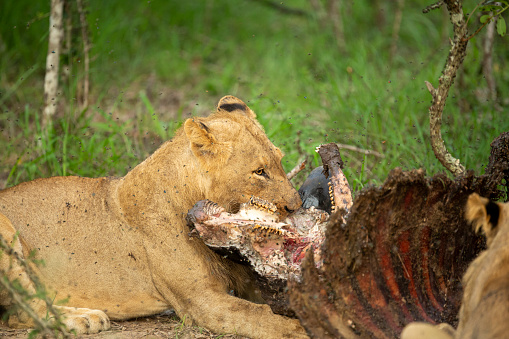 A pride of lions finishing off a buffalo kill