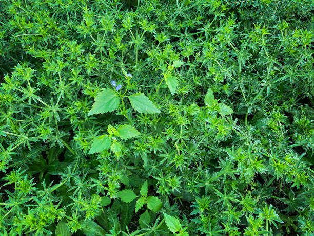 sawtooth coriander - cilantro seed coriander seed spice stock-fotos und bilder