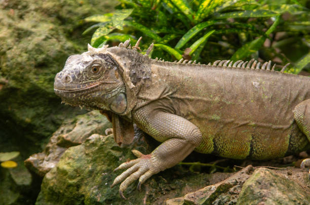 istock Green big Iguana with striped tail stares 1198608028