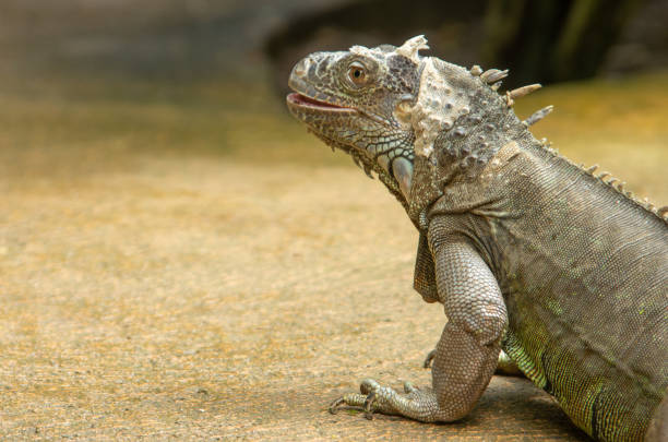 istock Green big Iguana with striped tail stares 1198608031