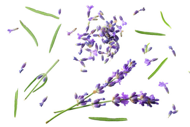 istock lavender flowers isolated on white background. top view 1198611360