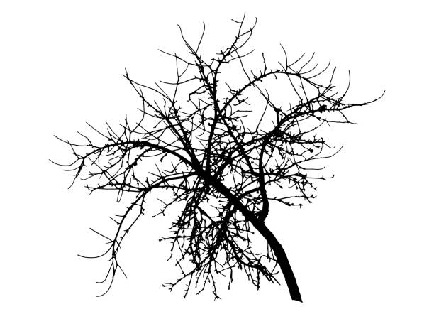 ilustraciones, imágenes clip art, dibujos animados e iconos de stock de silueta de manzano de rama desnuda, ilustración vectorial. - tree bare tree silhouette oak