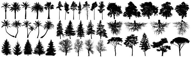 bäume silhouette vektor-set. isoliert auf weißem hintergrund - baum stock-grafiken, -clipart, -cartoons und -symbole