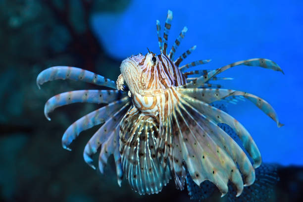 istock Pterois volitans. Red lionfish. Dangerous sea fish. 1198611735