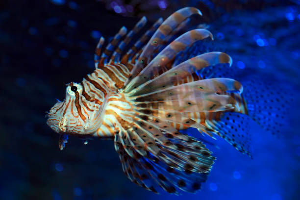 istock Pterois volitans. Red lionfish. Dangerous sea fish. 1198611737