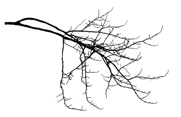 illustrations, cliparts, dessins animés et icônes de branchement nu d'arbre de peuplier avec la silhouette de cobs. illustration de vecteur. - tree silhouette branch bare tree