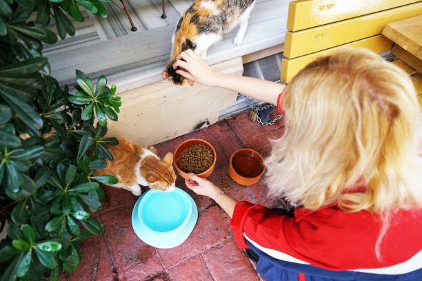 gato alimentando a la mujer - colony fotografías e imágenes de stock