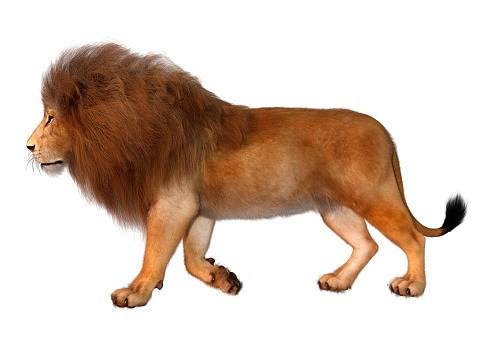 3d Illustration Male Lion On White Stock Photo - Download Image Now - Animal,  Animal Mane, Animal Wildlife - iStock