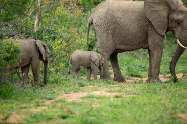 istock A playful herd of elephant 1198614678