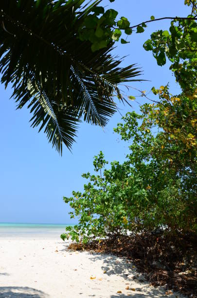 istock The beach and sea on Havelock island 1198617559