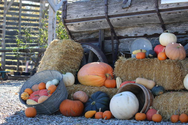 istock Autumn gourds pumpkins and squashes in a themed arrangement 1198617593