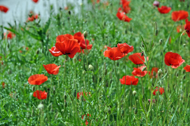 istock A field with red poppy at spring 1198617652