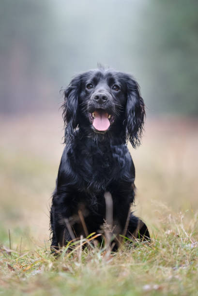 portrait of a black springer spaniel dog looking at camera in woodland scene - springer spaniel dog pets animal imagens e fotografias de stock
