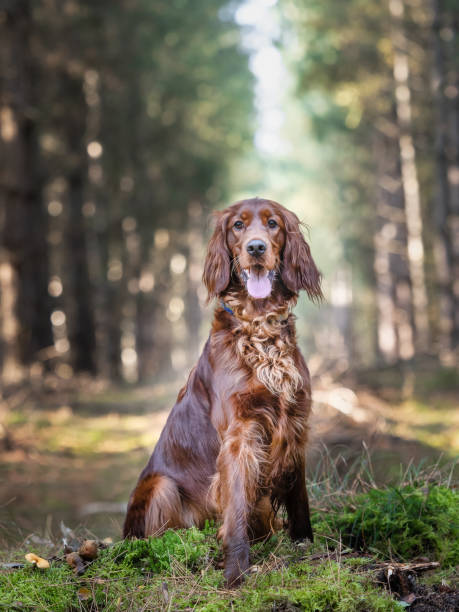 Photographic portrait of an Irish red setter dog in woodland Portrait in woodland of an Irish red setter dog sitting in trees using natural light outdoors natural pattern pattern nature rock stock pictures, royalty-free photos & images