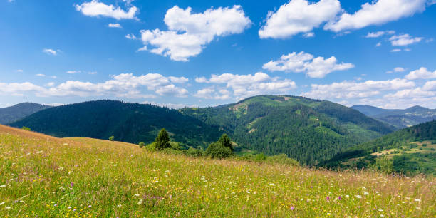 istock mountain meadow with wild herbs and green grass 1198618785