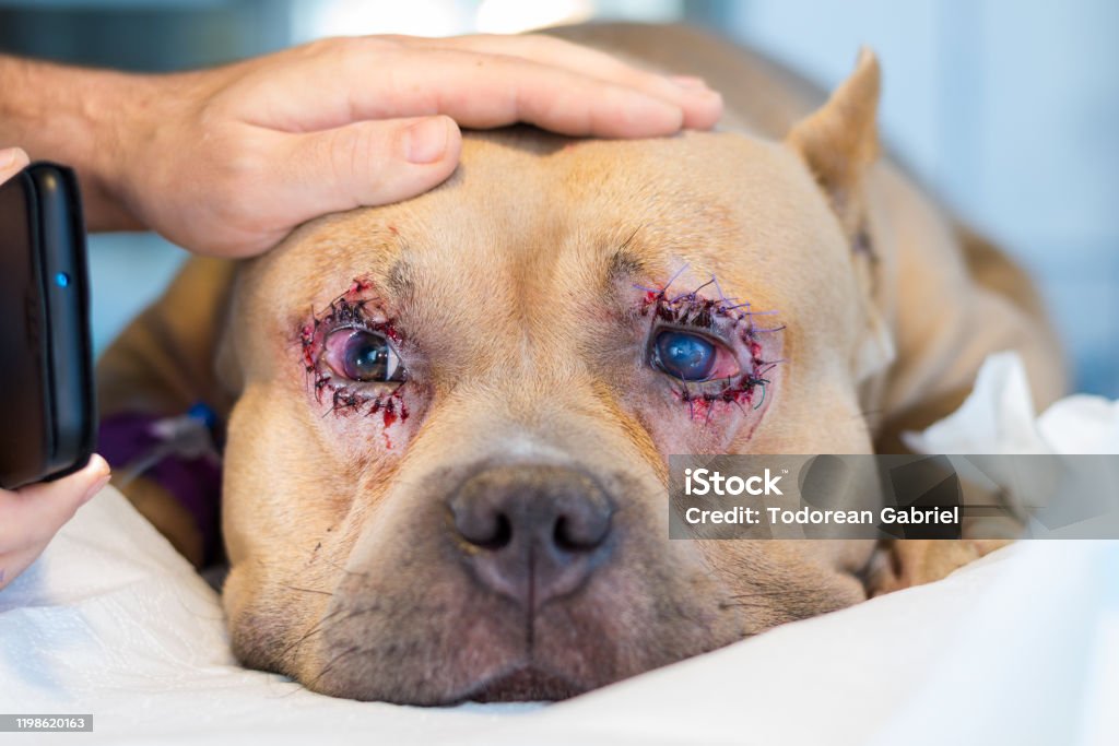 tortur Tordenvejr solopgang American Bully Dog Breed With Entropion And Corneal Ulcer After Surgery  Stock Photo - Download Image Now - iStock