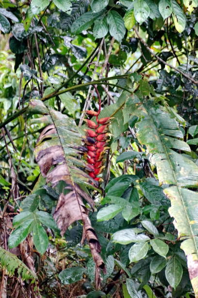 istock Red heliconia flower in the jungle 1198620323