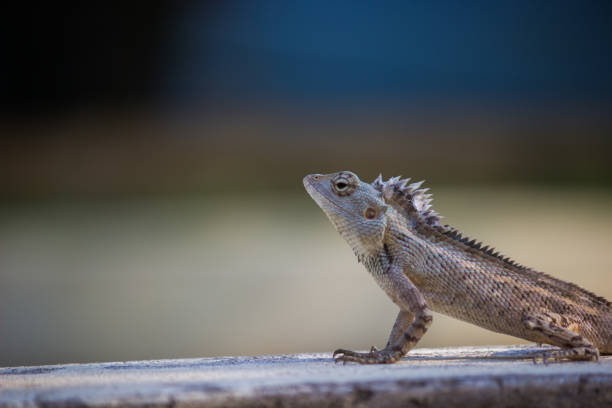 istock Beautiful Portrait of a Garden Lizard ( Oct 2019 ) 1198620353
