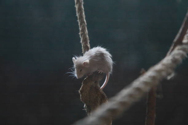 Brown mouse in tree