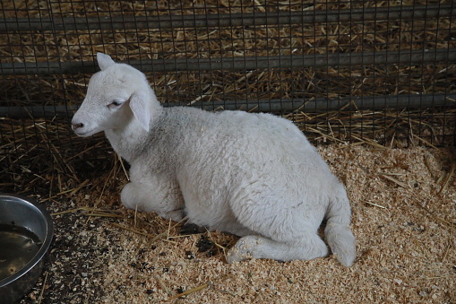 Photo of a white little lamb resting in the stable