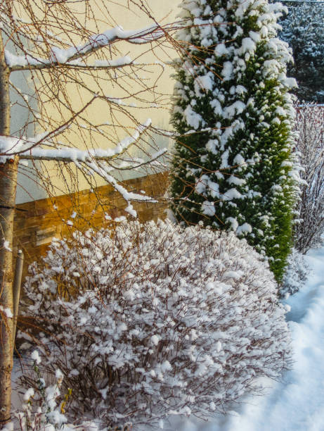 istock First snow. Trees brought by snow in Jurmala, Latvia 2018. 1198620731