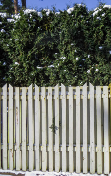 istock First snow. Trees brought by snow in Jurmala, Latvia 2018. 1198621456