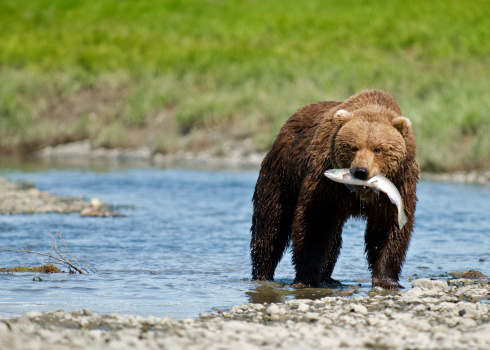 An Alaskan brown bear standing along McNeil river holding a sockeye salmon in its mouth.  Photo taken at McNeil River State Game Sanctuary on the Alaska Peninsula.